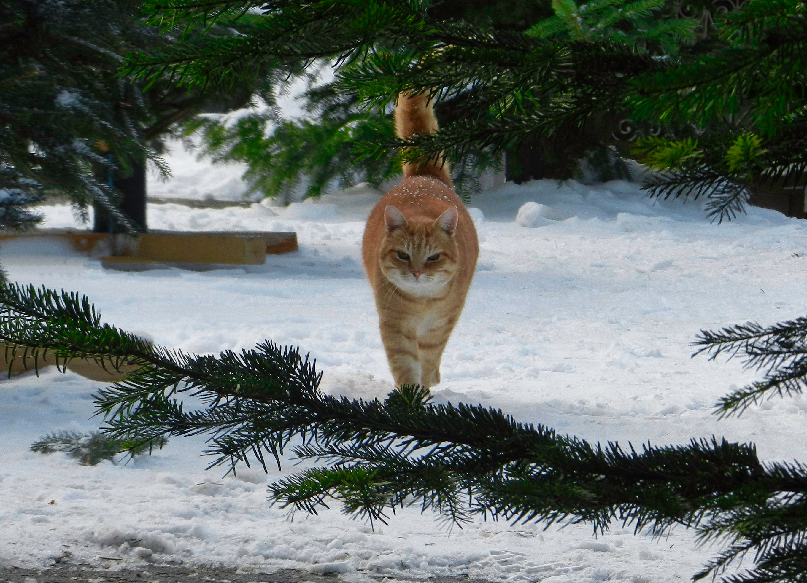 Christbaumverkauf Loh